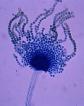 Aspergillus flavus