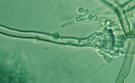 Aspergillus nidulans