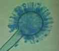 Aspergillus ochraceus