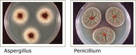 Aspergillus/Penicillium-Like