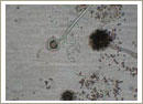 Aspergillus nidulans