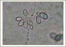 Botrytis