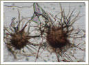 Chaetomium
