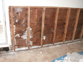 Southern California Black Mold Los Angeles Allergens What Is Mold