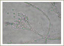 Penicillium
