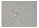 Trichoderma