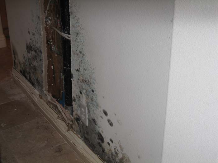 Riverside Mold Inspector Corona Checkformold Why Check For Mold
