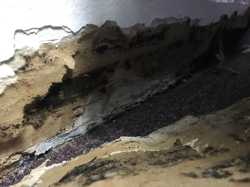 Mold Inspector: Corona, California