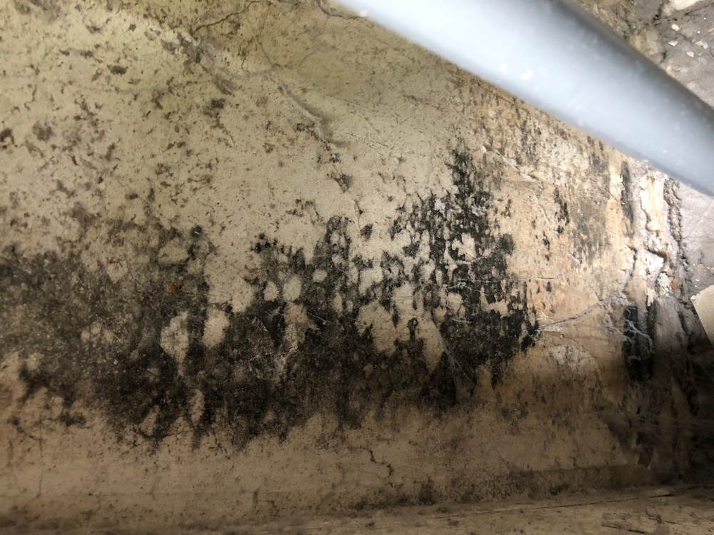 Mold: Rancho Cucamonga, California