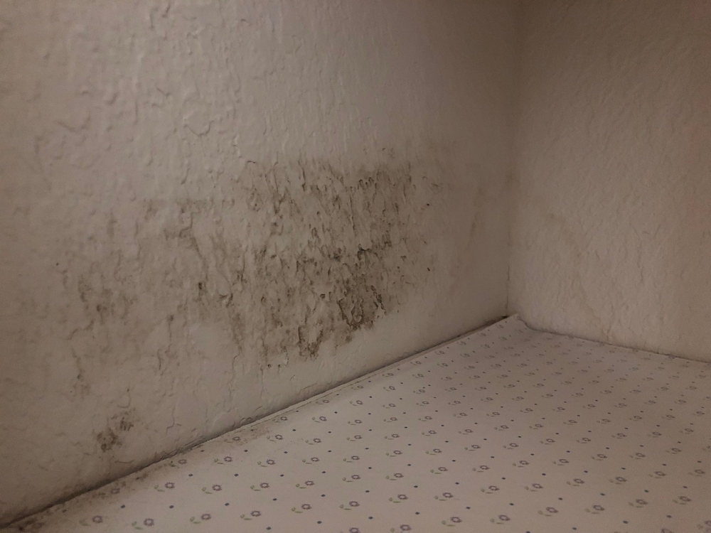 Mold: Huntington Beach, California