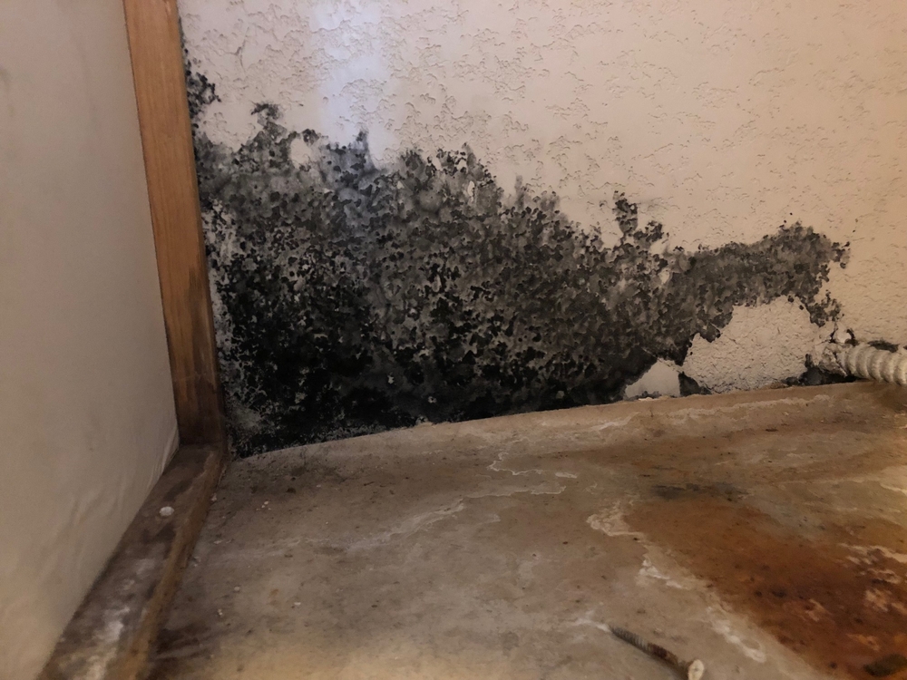 Mold: Irvine, California