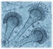 Image Aspergillus fumigatus