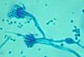 Image Aspergillus glaucus
