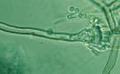 Image Aspergillus nidulans