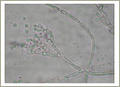 Image Penicillium